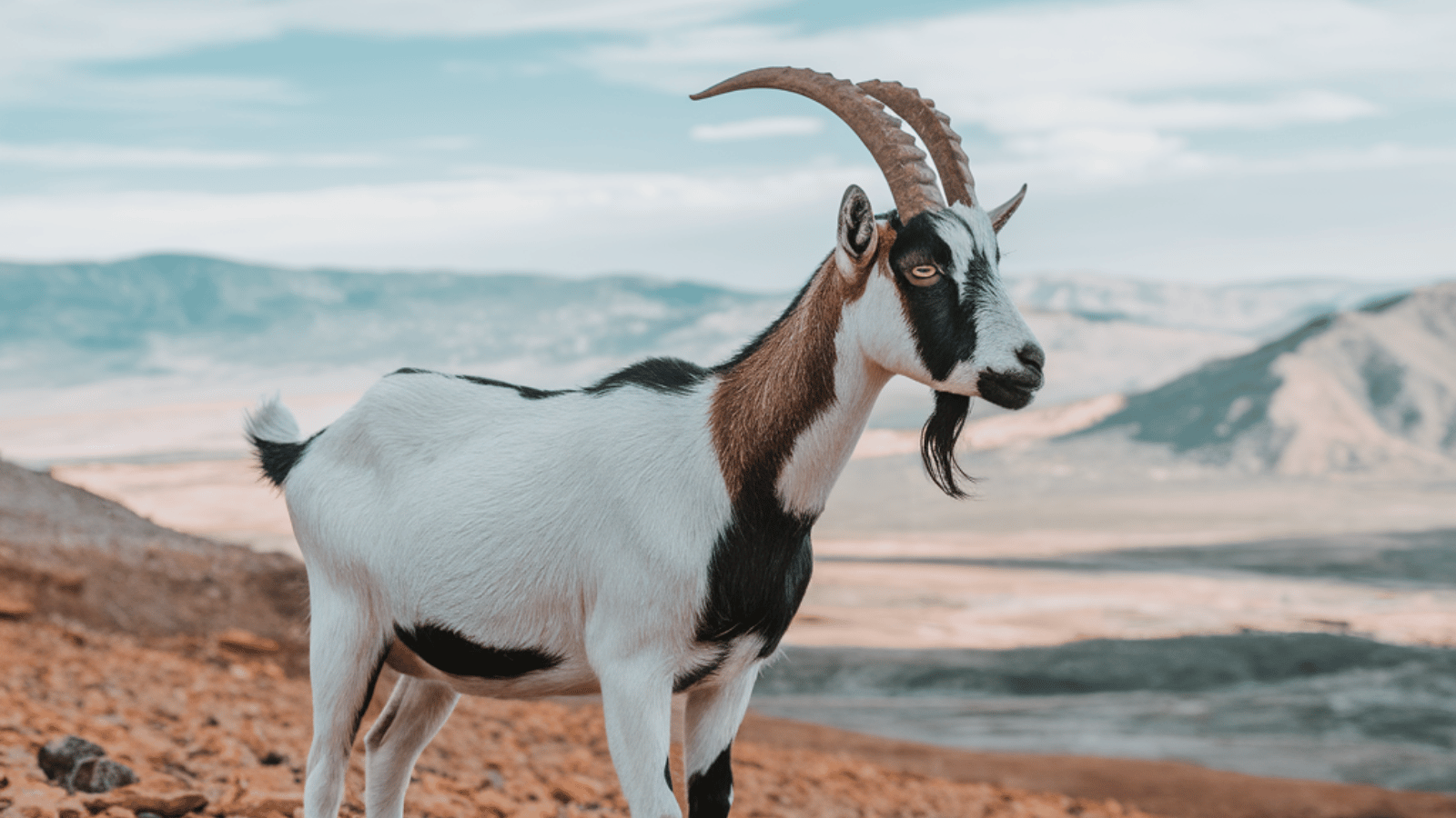 GOAT Coin Rises 122%, Cracks the Top 100: Here's Why Goatseus Maximus Is Rising